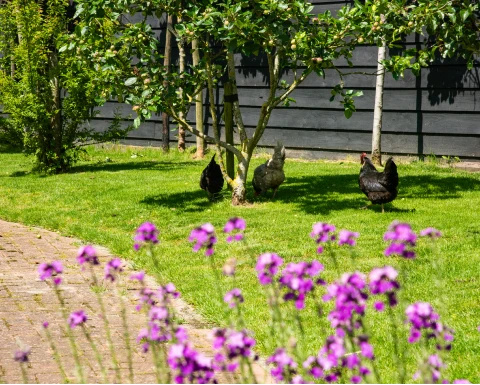 Impressie van de buitenplaats - Klik voor vergroting