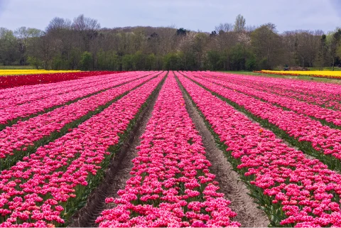 Impressie van de omgeving - Klik voor vergroting
