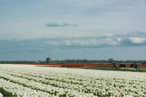 Impressie van de omgeving - Klik voor vergroting