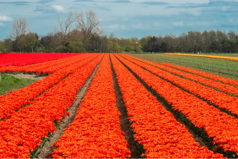Impressie van de omgeving - Klik voor vergroting