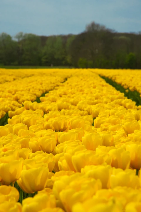 Impressie van de omgeving - Klik voor vergroting