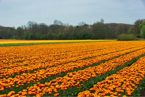 Impressie van de omgeving - Klik voor vergroting