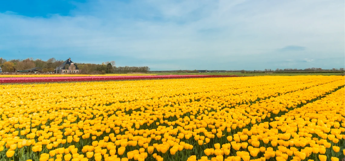 Omgevingsimpressie bloemenvelden